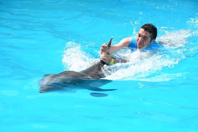 Nada con delfines